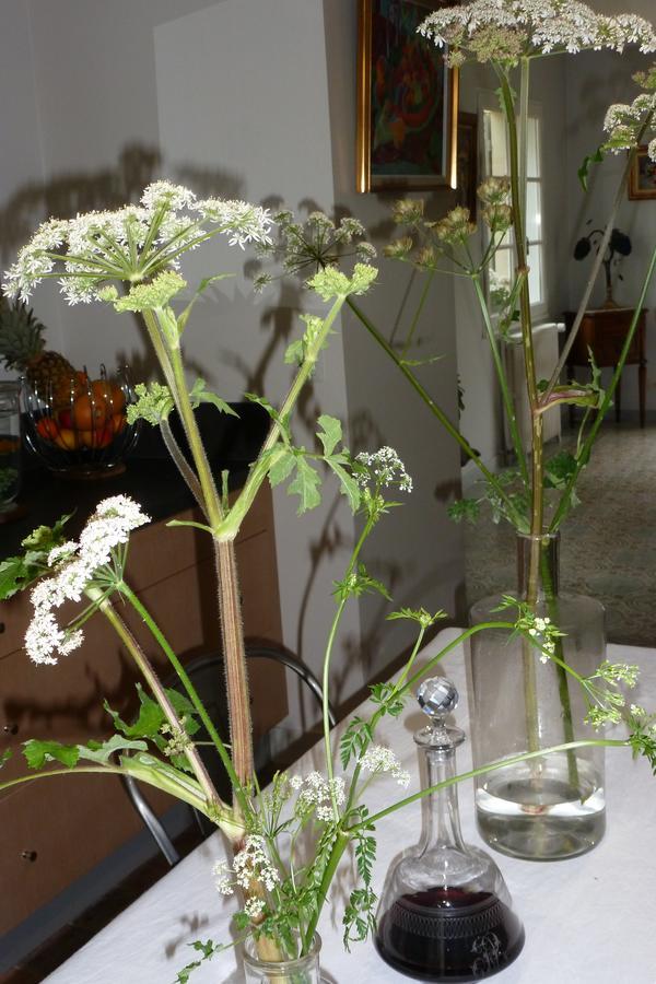 Le Petit Matin Bed & Breakfast Bayeux Eksteriør bilde